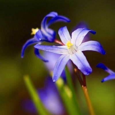 三国戏英杰传OL