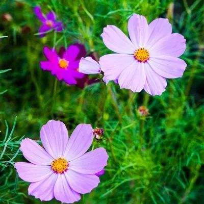 云顶贵宾会体育娱乐APP/手机APP下载