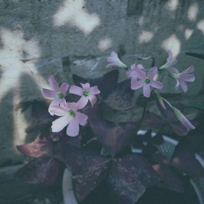 上海一女子“闪婚”拿到价值近千万房产99%份额，“闪离”后起诉分割房产，法院判了！