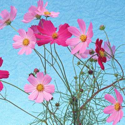 千万别忽视!猝死前,身体会发出“求救信号”!