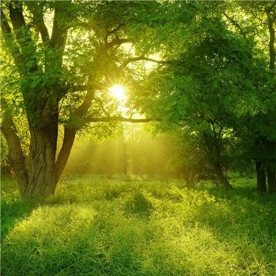 大家饿餐厅内购破解